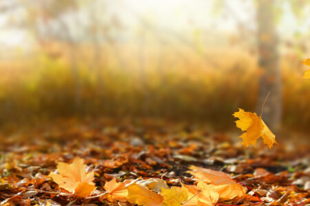 autumn leaves on the ground and falling 2023 Autumn statement