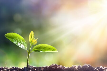 MAKING THE MOST OF TAX ALLOWANCES TO FUEL BUSINESS GROWTH - start of a plant growing from the ground with the sun shining into the green leaves