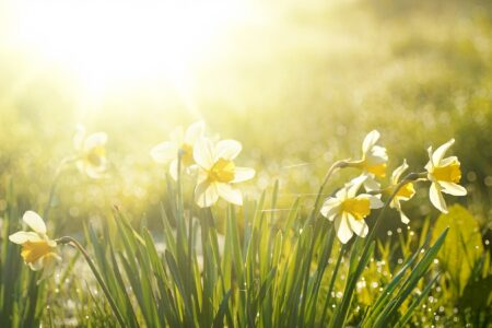 VAT Update Spring 2024 - daffodils in a field with the sun shining from behind